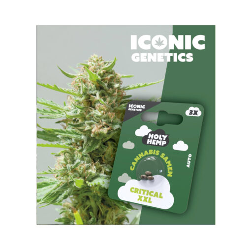 Cannabissamen